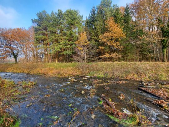 Goldbach (Hasbergen)-4