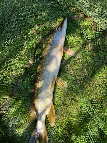 Sandgrube Hütten 2 (Grafenwöhr)-1