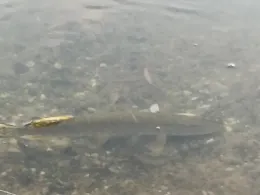 Kirchsee (Pragsdorf)