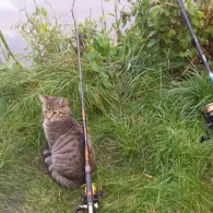 Langer See (Bützow)-2