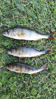 Langer See (Bützow)-1