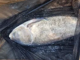 Birkenweiher (Langenselbold)