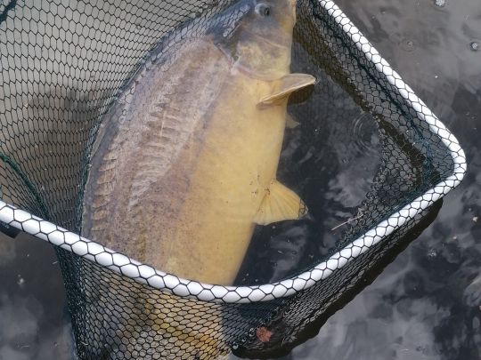 Birkenweiher (Langenselbold)-2