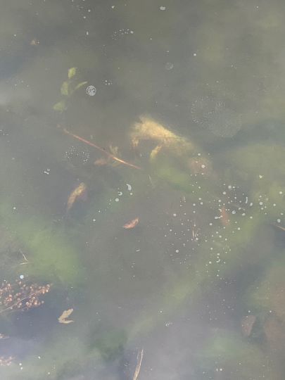 Unterer Spiegeltaler Teich ALLE ANGELN