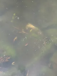 Unterer Spiegeltaler Teich-0