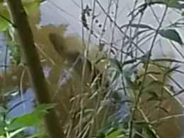 Schwennigke (Groitzsch)-1