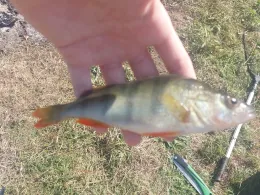 Kleiner Stich (Klein Mutz)