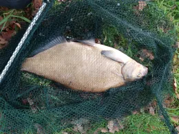 Kleine Hase (Menslage)