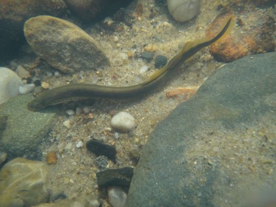 Priorgraben (Cottbus)-1