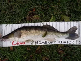 Mittlerer Hofteich (Neukirch/Lausitz)