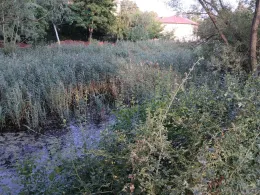 Dorfteich Beyersdorf-1