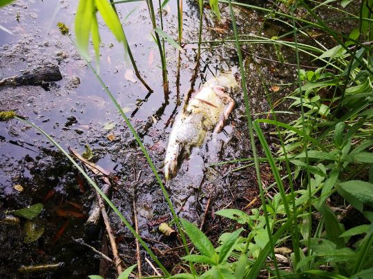 Mittlere Kiesgrube Groß Gleidingen-1