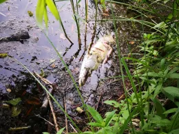 Mittlere Kiesgrube Groß Gleidingen-1