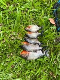 Laguna Cachivococha (Pucallpa)-1