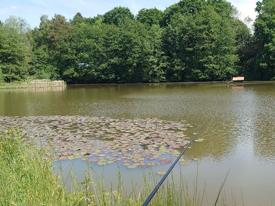Viehbachweiher (Herschbach)-1
