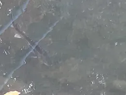 Schwanenteich (Mühlhausen)-1