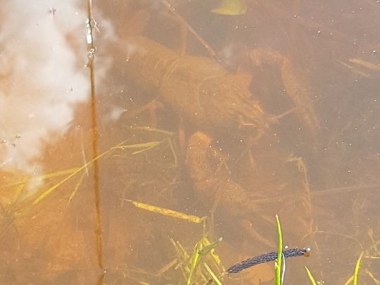 Sticher Weiher (Oy - Mittelberg)-2