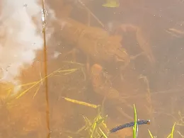 Sticher Weiher (Oy - Mittelberg)-2