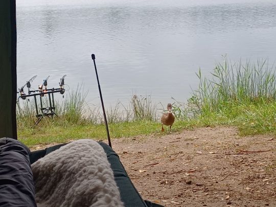 Großer Heidesee (Bad Laer)-2