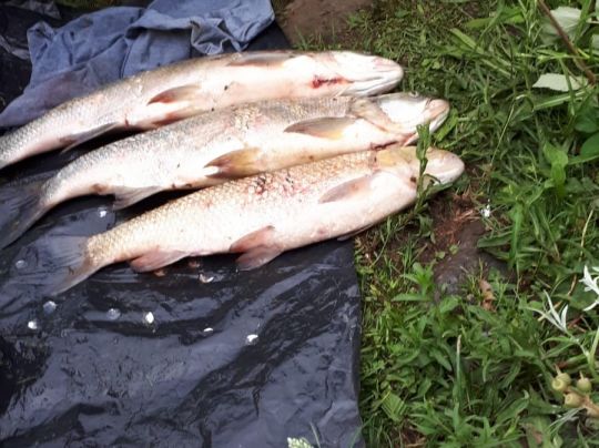 Ruhr (Essen-Werden)-4