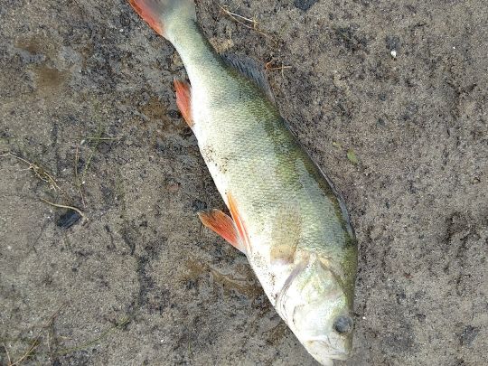 Bocholter Aa (Isselburg)