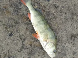 Bocholter Aa (Isselburg)