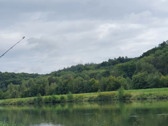 Donau (Günzburg) angeln