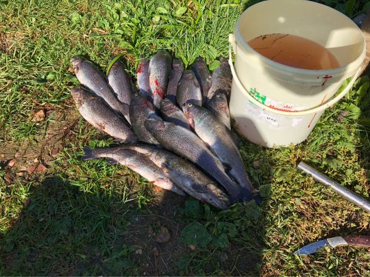 Teichanlage Sotzweiler -2