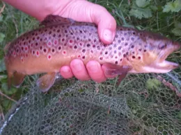 Schwarzwasser (Lauter)