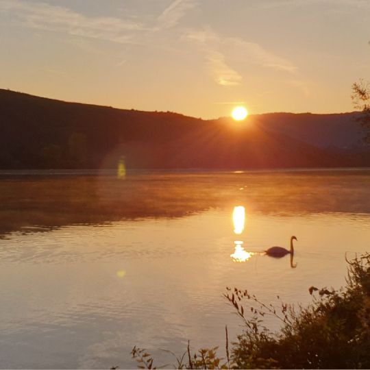 Mosel (Riol-Mehring)
