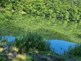 Absinkweiher (Fischbach)-3