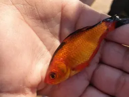 Niendorfer Dorfteich