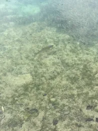 Lago di Dobbiaca (Toblacher See)-4