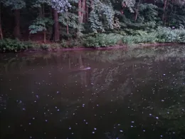 Spree (Schirgiswalde-Kirschau)