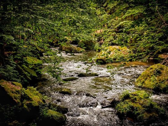 Wesenitz (Dürrröhrsdorf-Dittersbach)-0