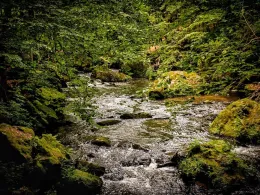 Wesenitz (Dürrröhrsdorf-Dittersbach)-0