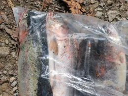 Reinerbecker Fischzucht