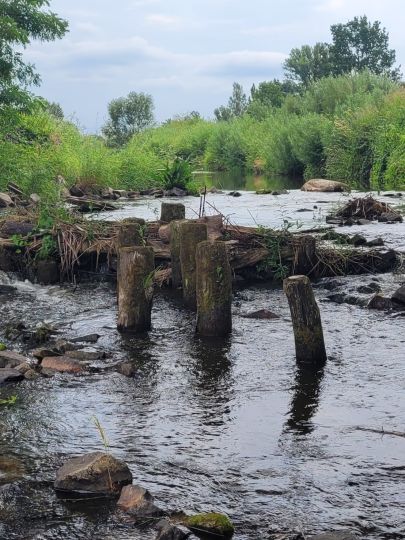 Lausitzer Neiße (Forst/Lausitz)-1