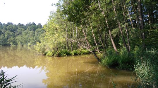 Mittelsee (Gr. Wasserburg) angeln
