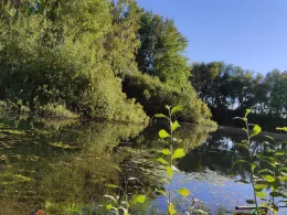 Ziegeleiteich Mohorn