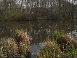 Torfstiche Rangsdorf-1