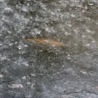 Gondelteich (Marienberg)