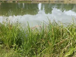 Richters Angelteich (Großwaltersdorf)