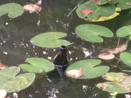 Waldmannsweiher (Fürth)-2