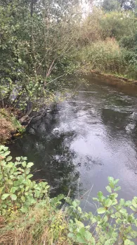 Örtze (Winsen/Aller)-2