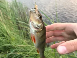 Atlantik (Courant d'Huchet)-1