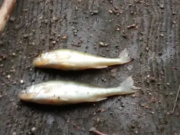 Weiher 6 (Freilassing)