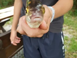 Fürstenberger Innensee (Eisenhüttenstadt)