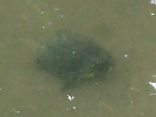 Donau (Elchingen-Nersingen)-3