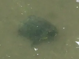 Donau (Elchingen-Nersingen)-3